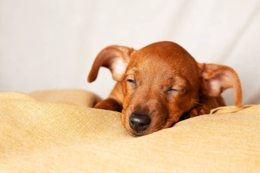 Çekici bir köpek yavrusu rahat koşullarda uyur. Evcil hayvanlara ilgi ve ilgi konsepti.