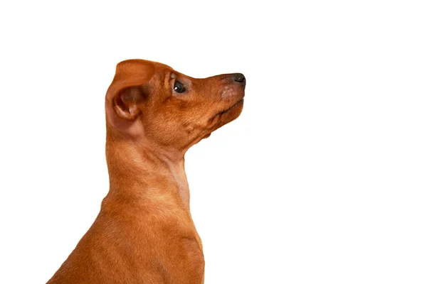 白い背景に座っている若い犬 可愛い茶色の子犬 白い背景に子犬の肖像画 — ストック写真