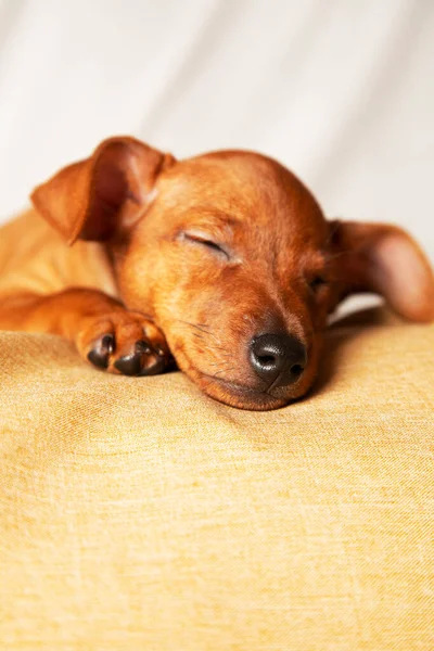 Little Puppy Sleeping Sweetly Concept Caring Pets Vertical Photo — Stock Photo, Image