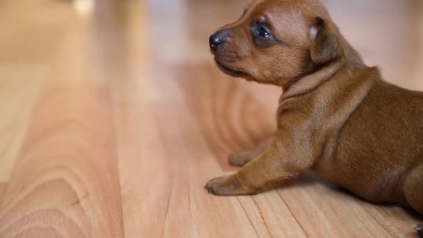 Malé štěně udělá své první krůčky. Novorozené štěně na podlaze v domě. — Stock video