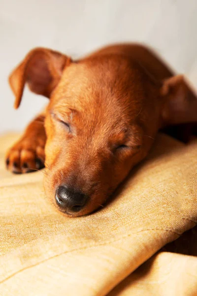 Small Dog Puppy Sleeping Peacefully Concept Pet Care Love Care — Stock Photo, Image