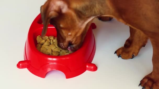 Deux chiots sont venus à la cuvette pour chien et mangent de la nourriture pour chien. — Video