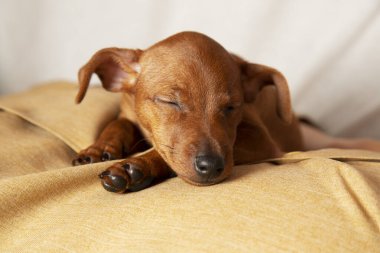 Çekici bir köpek yavrusu uyuyor. Evcil hayvanlara ilgi ve ilgi konsepti.