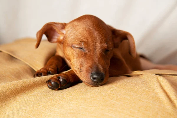 Charming Puppy Sleeps Concept Caring Attention Pets — Stock Photo, Image