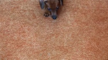 Çekici bir minyatür köpek yavrusu kanepede yürüyor..