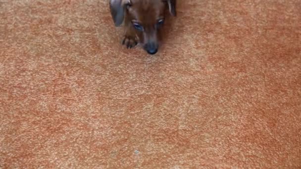 Un affascinante cucciolo pinscher in miniatura cammina sul divano. — Video Stock