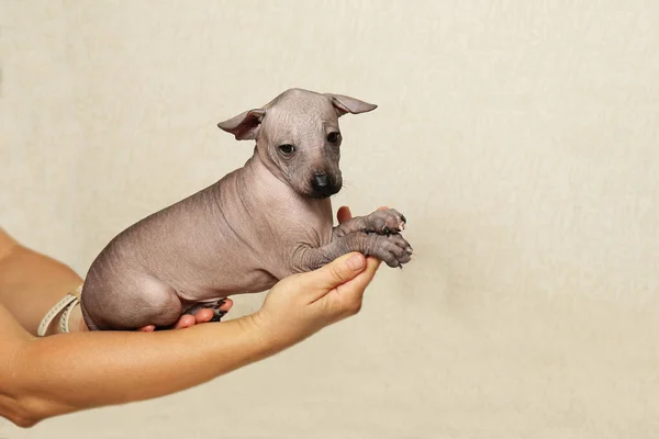 Xoloitzcuintli köpek yavrusu kollarında yatıyor. Kel, küçük bir köpek..