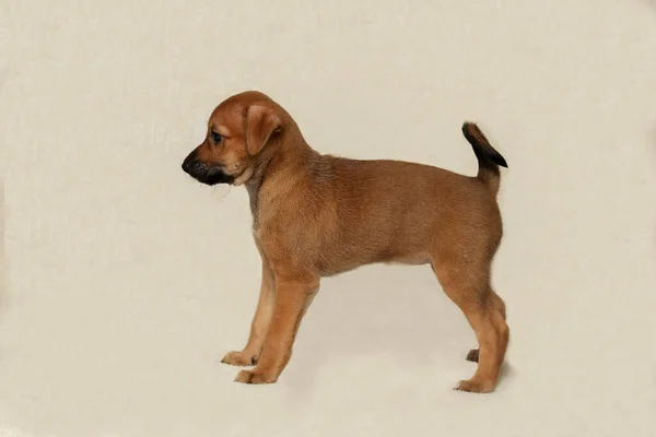 A charming puppy is standing on the sofa. a small, cute pet — Stock Photo, Image