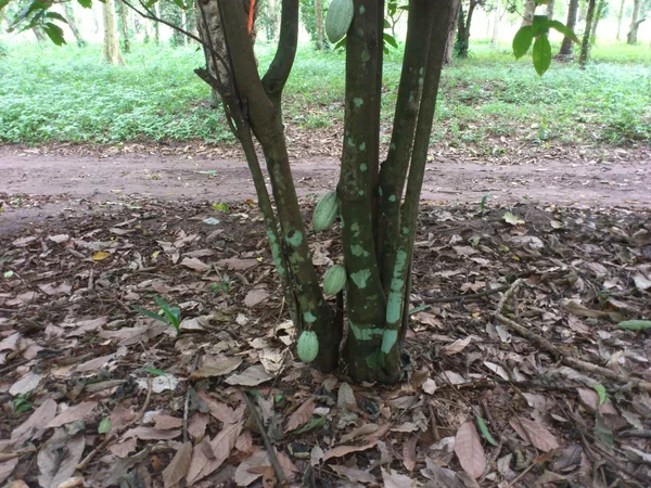 Ein Kakaobaum — Stockfoto