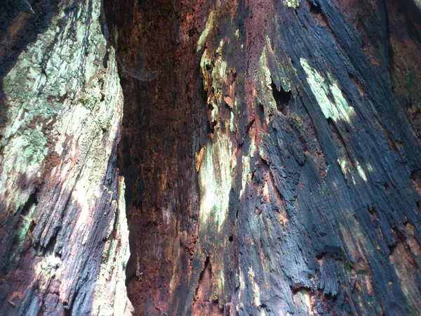 Niezwykłe wewnątrz drzewa — Zdjęcie stockowe