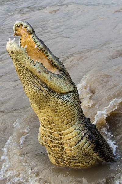 Crocodilo saltador no rio Adelajda 10 — Fotografia de Stock