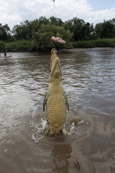 Jumping crocodile in Adelajda River 2 — Stock Photo, Image