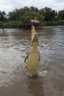 Adelajda River4 Saltie atlama