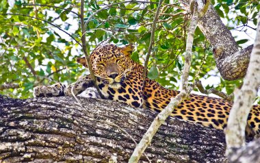 Sri Lanka endemik leopar