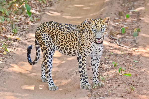 Sri Lankaanse endemisch Leopard — Stockfoto