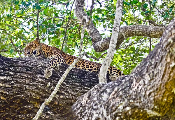 Sri Lankaanse endemisch Leopard — Stockfoto