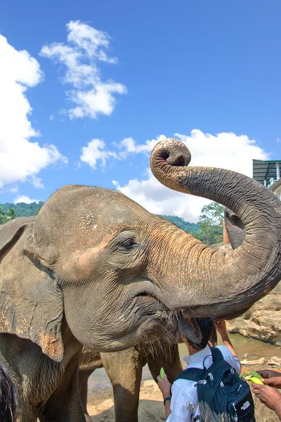 Słonie w Pinnawala Elephant Orphanage, Sri Lanki — Zdjęcie stockowe