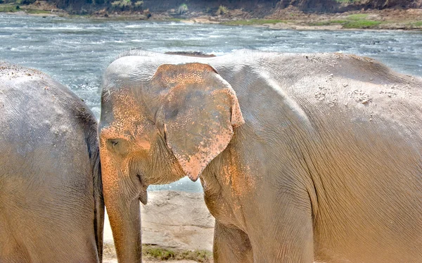 Słonie w Pinnawala Elephant Orphanage, Sri Lanki — Zdjęcie stockowe
