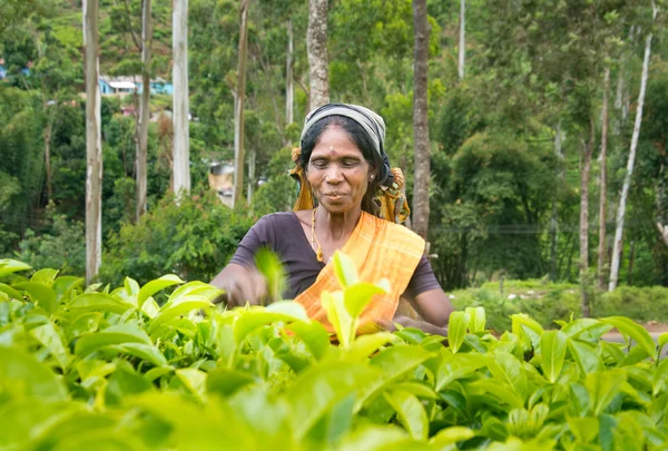 NUWARA ELIYA  SRI LANKA  APRIL 06 A Tamil woman from Sri Lanka breaks tea leaves on tea plantation with the traditional tea plucking method at labookellie, Sri Lanka on 06th April 2015 — Stock Photo, Image