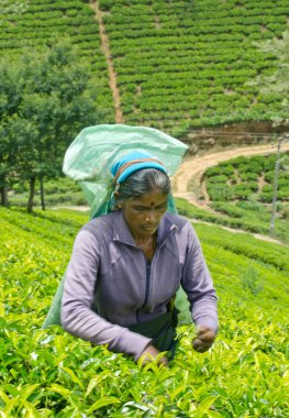 Nuwara Eliya Sri Lanka April 06 A Tamil kadın Sri Lanka çay yaprakları ile koparma yöntemi labookellie, 06 Nisan, 2015 tarihinde Sri Lanka, geleneksel çay çay plantasyonda tatili