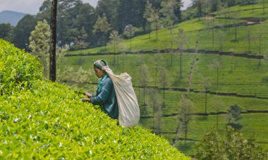 Nuwara Eliya Sri Lanka April 06 A Tamil kadın Sri Lanka çay yaprakları ile koparma yöntemi labookellie, 06 Nisan, 2015 tarihinde Sri Lanka, geleneksel çay çay plantasyonda tatili