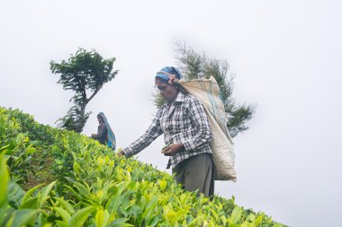 Nuwara Eliya Sri Lanka April 06 A Tamil kadın Sri Lanka çay yaprakları ile koparma yöntemi labookellie, 06 Nisan, 2015 tarihinde Sri Lanka, geleneksel çay çay plantasyonda tatili