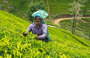 Nuwara Eliya Sri Lanka April 06 A Tamil kadın Sri Lanka çay yaprakları ile koparma yöntemi labookellie, 06 Nisan, 2015 tarihinde Sri Lanka, geleneksel çay çay plantasyonda tatili