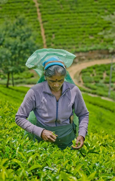 NUWARA ELIYA  SRI LANKA   APRIL 06  A Tamil woman from Sri Lanka breaks tea leaves on tea plantation with the traditional tea plucking method at labookellie, Sri Lanka on 06th April, 2015 — Stock Photo, Image