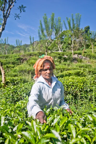 NUWARA ELIYA  SRI LANKA   APRIL 06  A Tamil woman from Sri Lanka breaks tea leaves on tea plantation with the traditional tea plucking method at labookellie, Sri Lanka on 06th April, 2015 — Stock Photo, Image