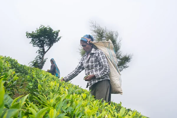 NUWARA ELIYA  SRI LANKA   APRIL 06  A Tamil woman from Sri Lanka breaks tea leaves on tea plantation with the traditional tea plucking method at labookellie, Sri Lanka on 06th April, 2015 — Stock Photo, Image