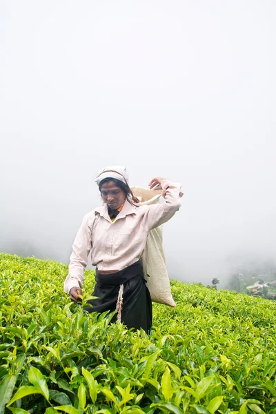 NUWARA ELIYA  SRI LANKA   APRIL 06  A Tamil woman from Sri Lanka breaks tea leaves on tea plantation with the traditional tea plucking method at labookellie, Sri Lanka on 06th April, 2015 — Stock Photo, Image