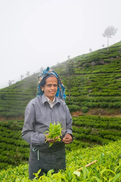 NUWARA ELIYA  SRI LANKA   APRIL 06  A Tamil woman from Sri Lanka breaks tea leaves on tea plantation with the traditional tea plucking method at labookellie, Sri Lanka on 06th April, 2015 — Stock Photo, Image