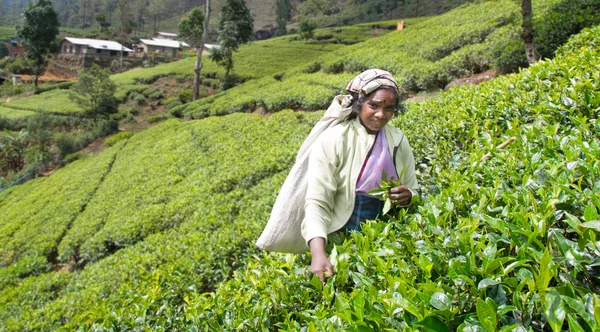 NUWARA ELIYA  SRI LANKA   APRIL 06  A Tamil woman from Sri Lanka breaks tea leaves on tea plantation with the traditional tea plucking method at labookellie, Sri Lanka on 06th April, 2015 — Stock Photo, Image