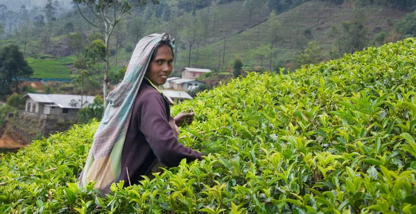 NUWARA ELIYA  SRI LANKA   APRIL 06  A Tamil woman from Sri Lanka breaks tea leaves on tea plantation with the traditional tea plucking method at labookellie, Sri Lanka on 06th April, 2015 — Stock Photo, Image