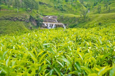 Sri Lanka 'daki çay tarlaları