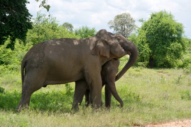 Wild Elephant InUdawalawe National Park clipart