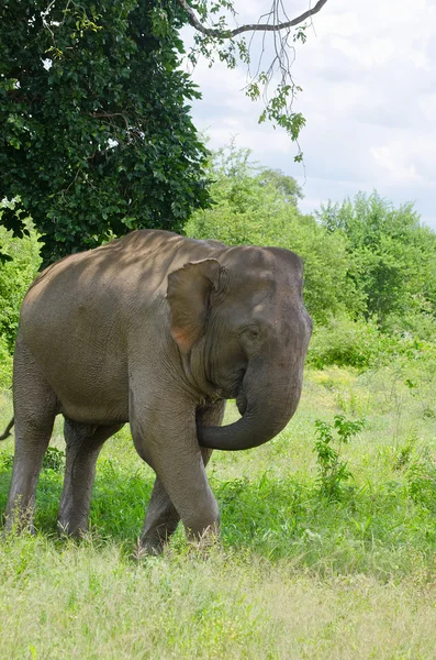 Wilder Elefant im Inudawalawe-Nationalpark — Stockfoto