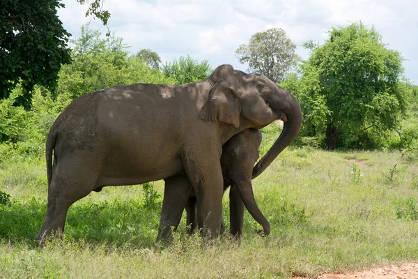 Dziki słoń Inudawalawe Park Narodowy — Zdjęcie stockowe