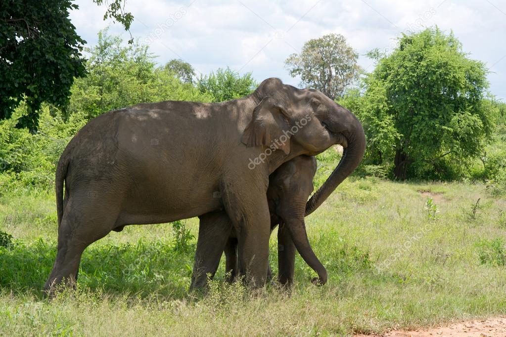 Wild Elephant InUdawalawe National Park