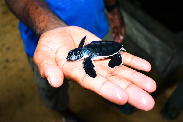 Маленькая морская черепаха под рукой в Косгоде, Шри-Ланка

