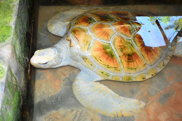 Pequeña tortuga marina a mano en Kosgoda, Sri Lanka — Foto de Stock