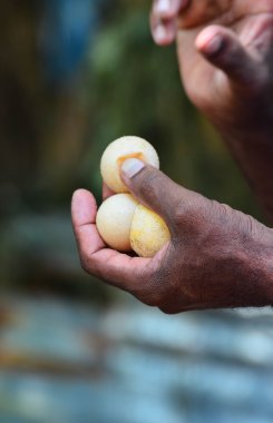 Sea Turtle Eggs On Hand At Kosgoda, Sri Lanka clipart