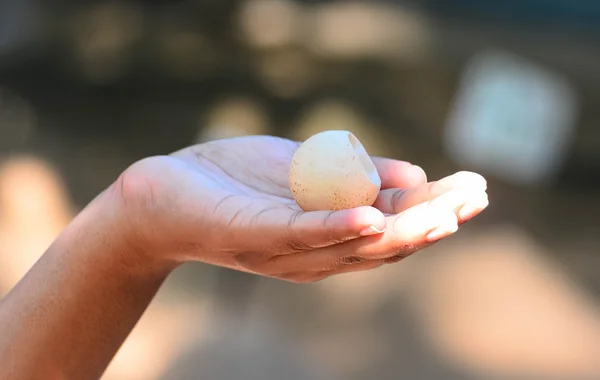 Sea Turtle Eggs On Hand At Kosgoda, Sri Lanka