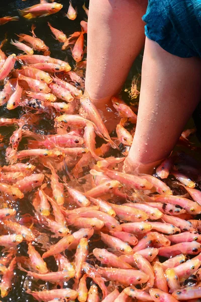 Terapia Fish Spa en el río Madu en Sri Lanka —  Fotos de Stock