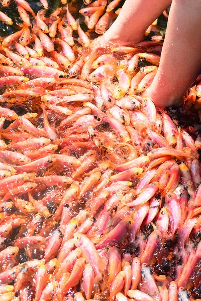 Fish Spa Therapy At Madu River In Sri Lanka