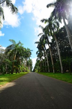 Royal Botanical Garden Peradeniya, Sri Lanka