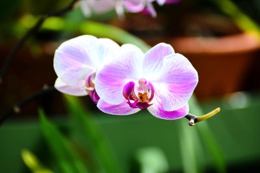 Renkli çiçekler, Royal Botanical Garden Peradeniya, Sri Lanka