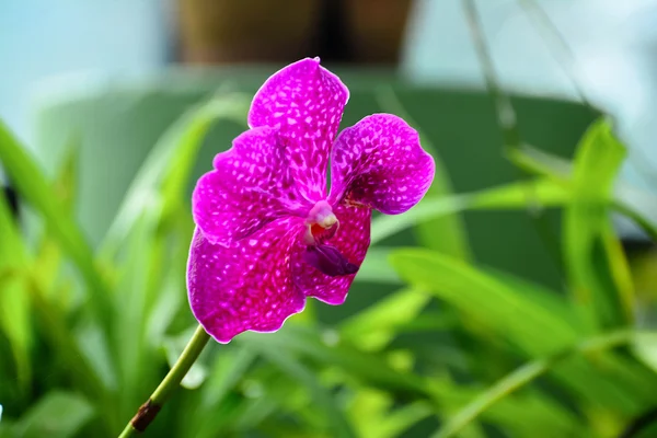 Barevné květy v Královské botanické zahrady Peradeniya, Srí Lanka — Stock fotografie