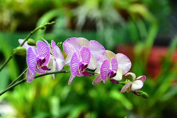 Barevné květy v Královské botanické zahrady Peradeniya, Srí Lanka — Stock fotografie