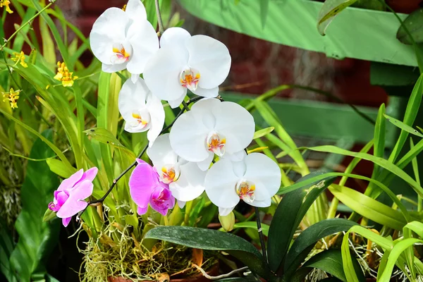 Barevné květy v Královské botanické zahrady Peradeniya, Srí Lanka — Stock fotografie